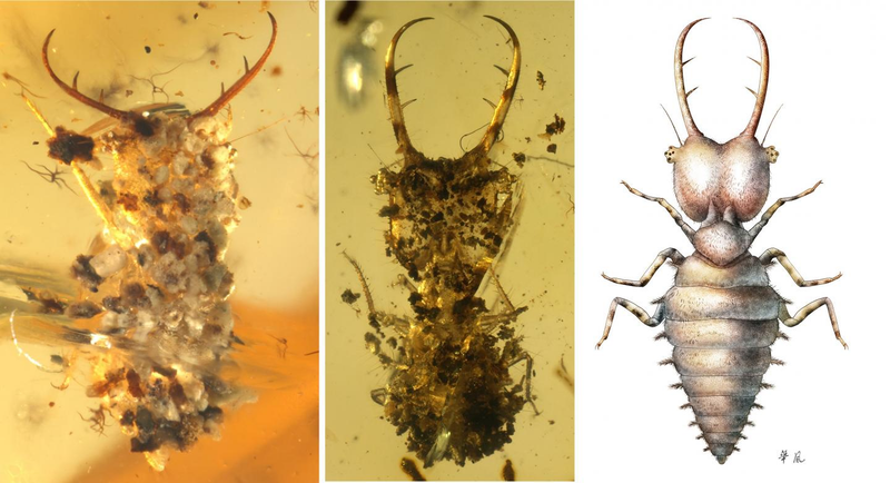 Left: A well camouflaged insect with small stones. Middle: Carbonized plant residue used as camouflage. Right: Reconstruction of an uncamouflaged owlfly larva (Neuroptera). (Image: Bo Wang, Nanjing)